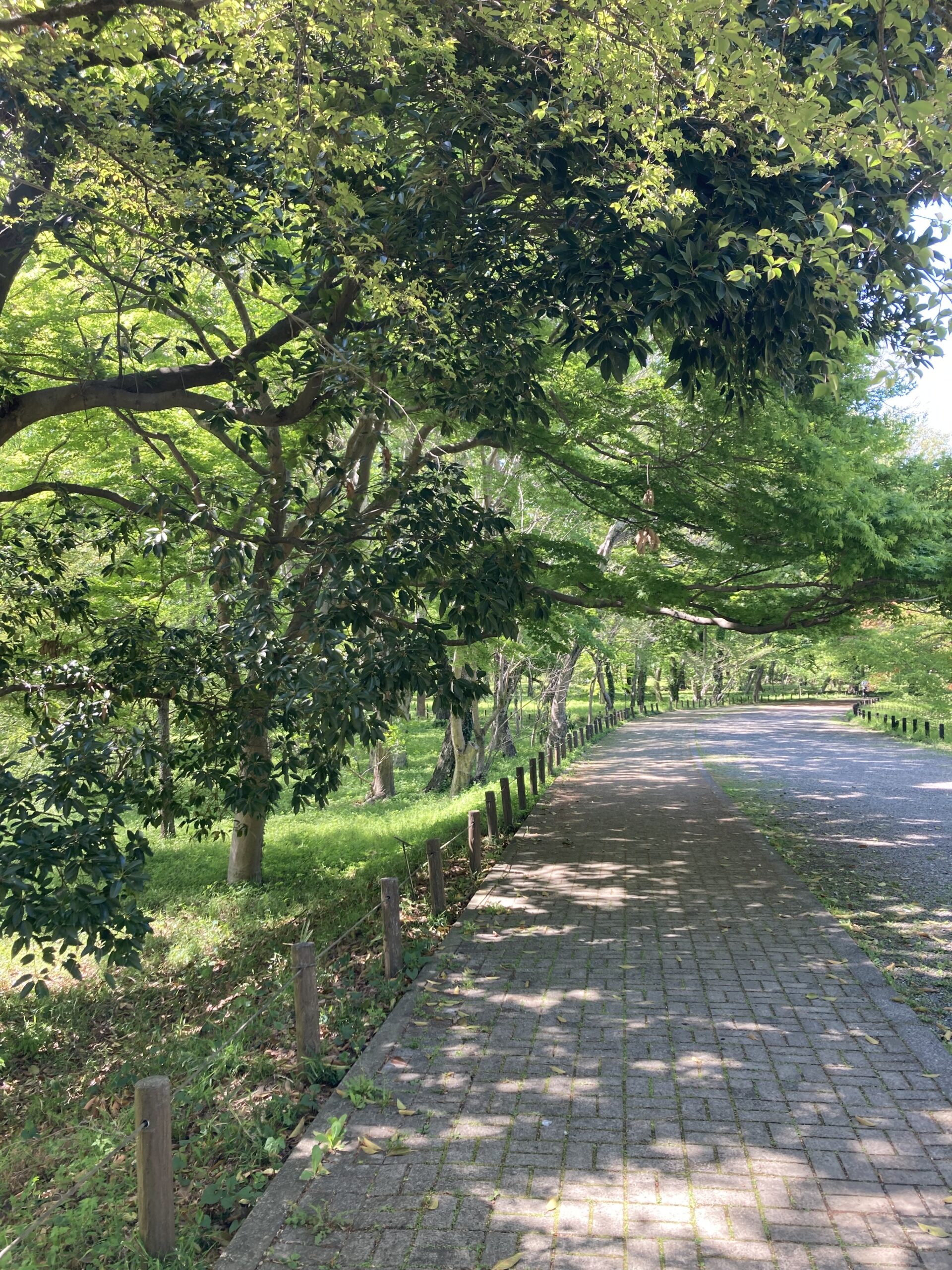 ⭐︎フランツ・シューベルト Leise fliegen meine Lieder ⭐︎フランツ・シューベルト Leise fliegen meine Lieder